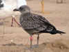juvenile LBBG, ringed in the Netherlands.
